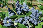 agro-noticias/attachments/10469-blueberries-arandanos-peru.jpg