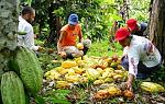 agro-noticias/attachments/11000-cacao-peru-3.jpg