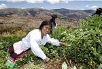 agro-noticias/attachments/11417-peru-agricultura-campesina.jpg