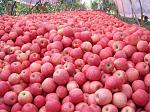 agro-noticias/attachments/12194-manzanas.jpg