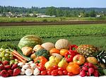 agro-noticias/attachments/12201-vegetables_and_fruits_and_field.jpg