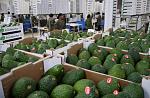 agro-noticias/attachments/12204-palta-hass.jpg