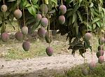 agro-noticias/attachments/12236-mango-piura.jpg