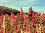 agro-noticias/attachments/12252-quinoa-peru.jpg