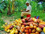 agro-noticias/attachments/12726-cacao-peru-agricultura.jpg