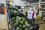 agro-noticias/attachments/12821-palta-colombia-aguacate-exportaci-n.jpg