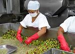 agro-noticias/attachments/12822-ucayali-peru-exportaci-n-agricultura.jpg