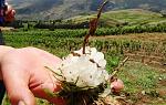 agro-noticias/attachments/12825-cusco-peru-granizo-cultivo-agricultura.jpg