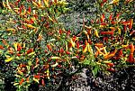 agro-noticias/attachments/12875-agricultores-cajamarca-exportaron-pasta-aji-tabasco-peru.jpg