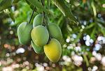 agro-noticias/attachments/13394-mango-verde.jpg