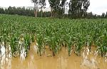 agro-noticias/attachments/14118-maiz-lluvias-inundaciones-ni-o-costero-peru-andina-difusion.jpg