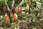 agro-noticias/attachments/14148-cacao-peru-peruano-andina-difusion.jpg