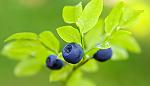 agro-noticias/attachments/14694-shutterstock_110757215-three-blueberries.jpg