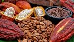 agro-noticias/attachments/18354-consumo-del-cacao-peruano-da-grandes-beneficios-a-salud-617x351111.jpg