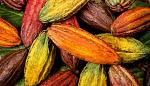 agro-noticias/attachments/23595-cacao123.jpg