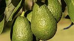 agro-noticias/attachments/24868-palta1234.jpg