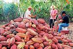 agro-noticias/attachments/25399-cacao.jpg