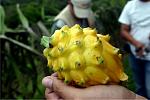 agro-noticias/attachments/25403-pitahaya.jpg