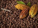 agro-noticias/attachments/25407-cacao-selva.jpg