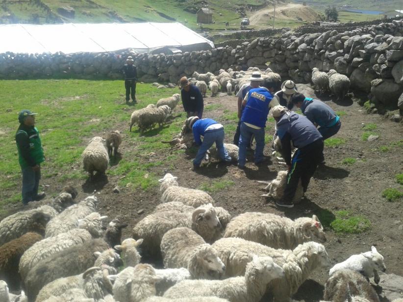 Senasa capacita a productores de Cotabambas en sanidad animal