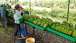 blogs/diana-velasco/attachments/18390-banano-organico-exportacion-img-20181130-wa0019.jpg