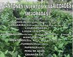 blogs/johnny_fd/attachments/2878-vivero-olmos-venta-de-plantones-frutales-injertos-plantones-injertos.jpg