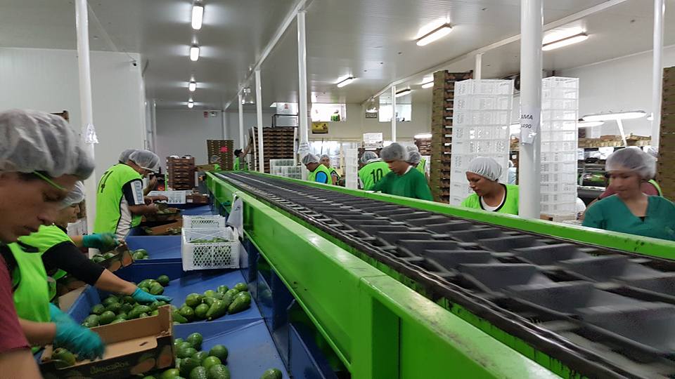 La planta cuenta con todos los servicios básicos, oficinas