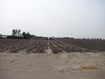 blogs/rrya/attachments/8321-venta-de-terreno-de-108-hectareas-villacuri-ica-1-area.cultivo-p.agricola.jpg