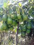 blogs/sank/attachments/20077-palta-hass-cultivo-a-gran-altitud-2500-3000-msnm-20190212_093819.jpg